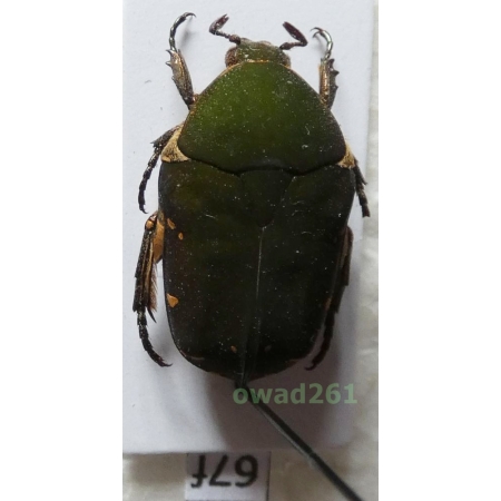 Protaetia compacta (Mohnike, 1873) Philippines67f